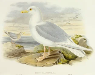 Gaivota da Islândia (Larus glaucoides), Gravura de John Gould