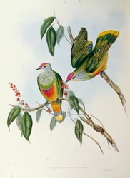 Ilustração de "The Birds of Australia", de John Gould, representando a Pomba da Fruta Ptilinopus regina,