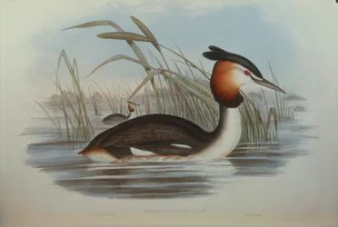 Ilustração de "The Birds of Australia", de John Gould, representando Southern Crested Grebe Podiceps cristatus australis, de Oscar Dressler