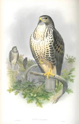 Ilustração de Buteo Vulgaris (abutre-comum)