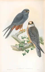 Ilustração de Erythropus Vespertinus (passatempo de pernas laranja)