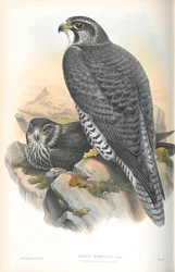Ilustração de Falco Gyrfalco (Gyrfalcon norueguês)