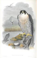 Ilustração de Falco Peregrinus (Falcão Peregrino)