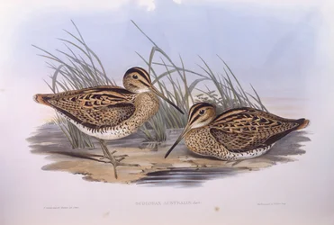 Narceja de Latham (Gallinago hardwickii), Gravura de John Gould