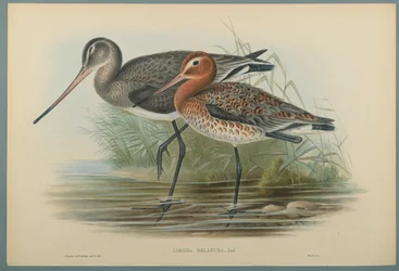 Lurinosa Melanura (cor litho em papel de capa)