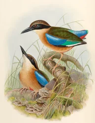 Pitta de mangue (Pitta-de-asa-azul) Pitta megarhyncha Schlegel
