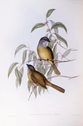 Apito de Oliveira (Pachycephala olivacea), Gravura de John Gould