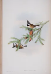 Parus Cristatus, prato de The Birds of Great Britain, de John Gould, publicado em 1862-73 (litografia colorida à mão)