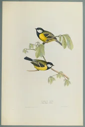 Parus Major: Great Tit (cor litho em papel de capa)