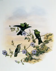 Coquete-pavão (Lophornis pavoninus), gravura de Monografia dos Troquilídeos ou Beija-flores (1849-1861), de John Gould (1804-1881), Reino Unido