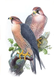 Falcão-peregrino, (Falcão-de-tampa-vermelha) Falco peregrinus babylonicus Sclater