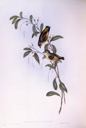 Pardalote vermelho (Pardalotus rubricatus), Gravura de John Gould