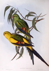 Papagaio Regente (Polytelis anthopeplus), Gravura de John Gould