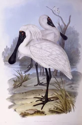Royal spoonbill (Platalea regia), Gravura de John Gould
