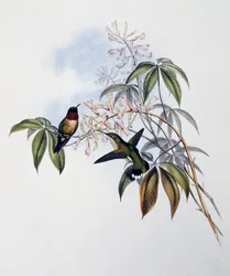 Beija-flor de garganta-de-rosa (Archilochus colubris), gravura da Monografia de Trochilidae ou Beija-flor (1849-1861), de John Gould (1804-1881), Reino Unido