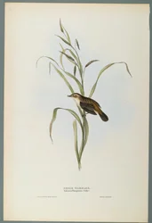 Salicaria Phragmatis: Sedge Warbler (litogravura colorida em papel tufado)