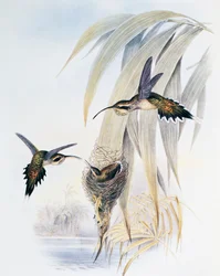 Eremita de garganta escamosa (Phaethornis eurynome), gravura de Monograph of Trochilidae or Humming Birds (1849-1861), de John Gould (1804-1881), Reino Unido