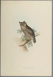 Scops Aldrovandi - Scops orelhudo coruja (cor litho em papel wove)