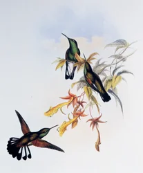 Beija-flor-de-cauda-listrada (Eupherusa eximia), gravura de Monograph of Trochilidae or Humming Birds (1849-1861), de John Gould (1804-1881), Reino Unido