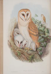 Strix Flammea, prato de The Birds of Great Britain, de John Gould, publicado em 1862-73 (litografia colorida à mão)