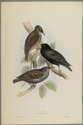 Sturnus Vulgaris - Starling (litografia a cores em papel de parede)