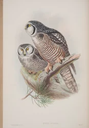 Surnia Funerea, prato de The Birds of Great Britain, de John Gould, publicado em 1862-73 (litografia colorida à mão)