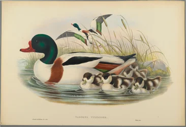 Tadorna Vulpanser: Sheldrake (cor litho em papel de capa)