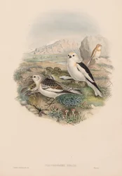 Os pássaros da Grã-Bretanha: Plestrophanes nivalis.