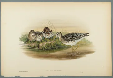 Totanus Glareola - maçarico de madeira (litho cor em papel wove)