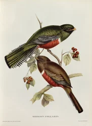 Trogon Collaris de &39;Pássaros Tropicais&39;, século XIX (lito colorido)