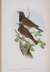 Turdis Atrogularis, prato de The Birds of Great Britain por John Gould, publicado em 1862-73 (litografia colorida à mão)