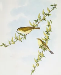 Willow warbler (Phylloscopus trochilus), Gravura de John Gould