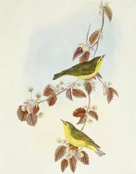 Cortador de madeira (Phylloscopus sibilatrix), Gravura de John Gould