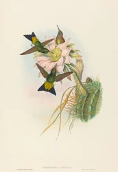 Eriocnemis vestitus (Glowing Puff-Leg)