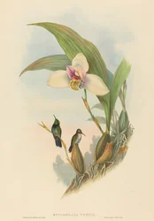 Myiabeillia typica (Beija-flor de Abeille)
