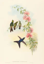 Ramphomicron microrhyncha (espinho-de-bico-pequeno)