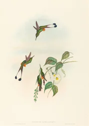 Spathura rufocaligata (Racket-Tail de bota vermelha)