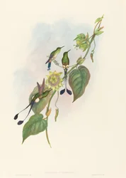 Spathura underwoodi (Raquete-cauda-de-pés-brancos)