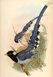 Magpie azul de bico amarelo Urocissa flavirostris (Blyth)