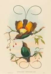 Diphyllodes chrysoptera (Magnífica Ave do Paraíso)