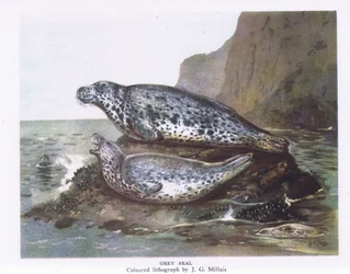 Grey Seals, Nature in Britain publicado por Collins, 1946