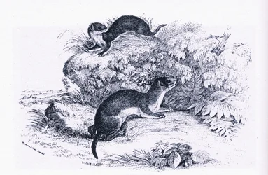 Estudos sobre Texugos, a Natureza na Grã-Bretanha publicados pela Collins