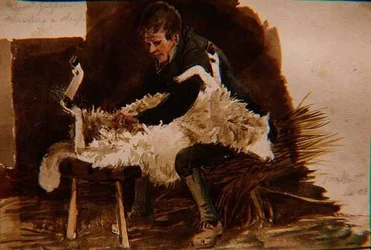 Major Gilpin Shearing a Shearing a Sheep