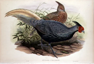 Euplocamus Lineatus, gravado por T. Walter, Londres, pub. entre 1850-83 (litografia colorida à mão)