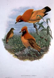 Xanthomelus Aureus (cor litho)