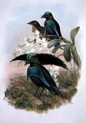 Lophornina - Superbird of Paradise (cor litho)