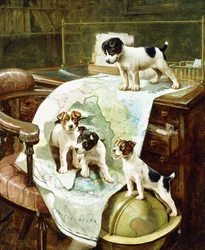 Bem viajado Jack Russell filhotes