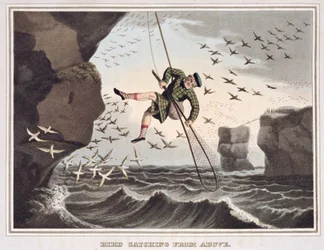 Pássaro pegando de cima, gravado por Matthew Dubourg (fl.1785-1820), publicado por Edward Orme, 1813