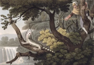 Apanhador de lagarto mexicano, gravado por Matthew Dubourg (fl.1785-1820), publicado por Edward Orme, 1813