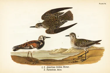 tarambola dourada americana, Pluvialis dominica 1,2, e ruddy turnstone, Arenaria interpres turnstone 3